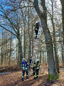 Bild: Mit einer Leiter holten die Helfer das K&amp;auml;tzchen vom Baum