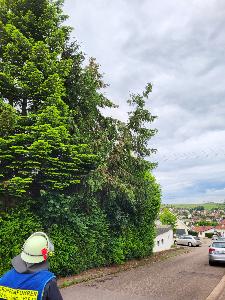 Bild: Ein Baum drohte in der Ringstraße auf die Fahrbahn zu stürzen