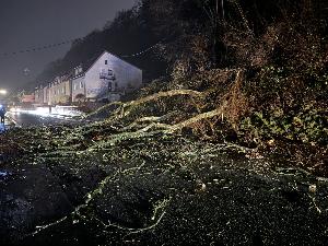 Bild: Umgestürzter Baum in der Kossmannstraße