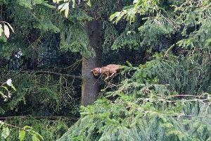 Bild: Der kleine Kater war auf einen Baum geklettert und traute sich nicht mehr herunter