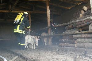 Bild: Auch die Tiere werden von der Feuerwehr ins Freie gef&amp;uuml;hrt