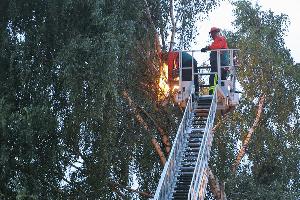 Bild: Mit einer Motorsäge wird der Baum zerkleinert