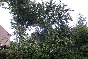 Bild: Mit einer Kettensäge wurden die gebrochenen Äste beseitigt