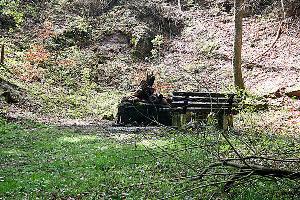 Bild: Einsatzstelle im Wald (Foto: Heike Blum)