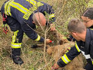 Bild: Die Feuerwehr befreite ein Schaf am Solarpark Bubach-Calmesweiler