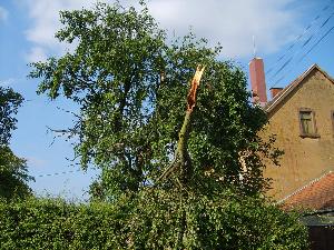 Bild: Ein großer Ast war in 4 - 5 Metern Höhe abgebrochen und drohte auf die Fahrbahn zu stürzen