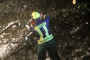 Bild: Mit einer Kettensäge wurde der Baum zerkleinert