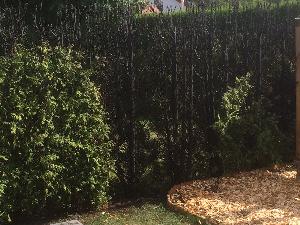 Bild: Diese Hecke brannte in der Heusweiler Straße in Wiesbach