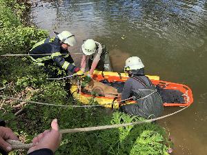 Bild: Die Feuerwehr rettete einen jungen Rehbock aus der Ill