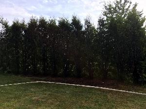 Bild: Eine Thuja Hecke brannte auf einer Länge von 10 Meter