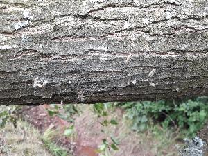 Bild: Der Ast war mit Raupen des Eichenprozessionsspinners befallen.