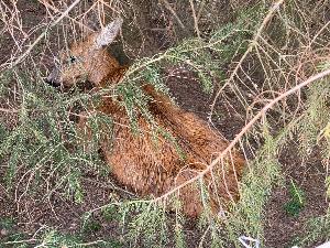 Bild: Reh aus Löschwasserteich gerettet
