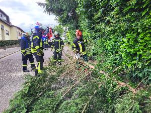 Bild: Ein Baum drohte in der Ringstraße auf die Fahrbahn zu stürzen