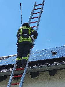 Bild: Feuerwehr rettet Taube von Dach