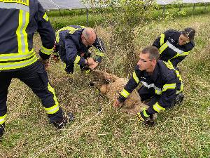 Bild: Die Feuerwehr befreite ein Schaf am Solarpark Bubach-Calmesweiler