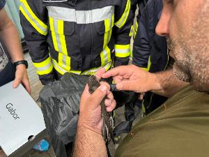 Bild: Feuerwehr befreit Tier aus Notlage